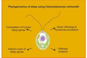 Groundbreaking Study Reveals Evolutionary Origins of Sleep in Single-Celled Algae